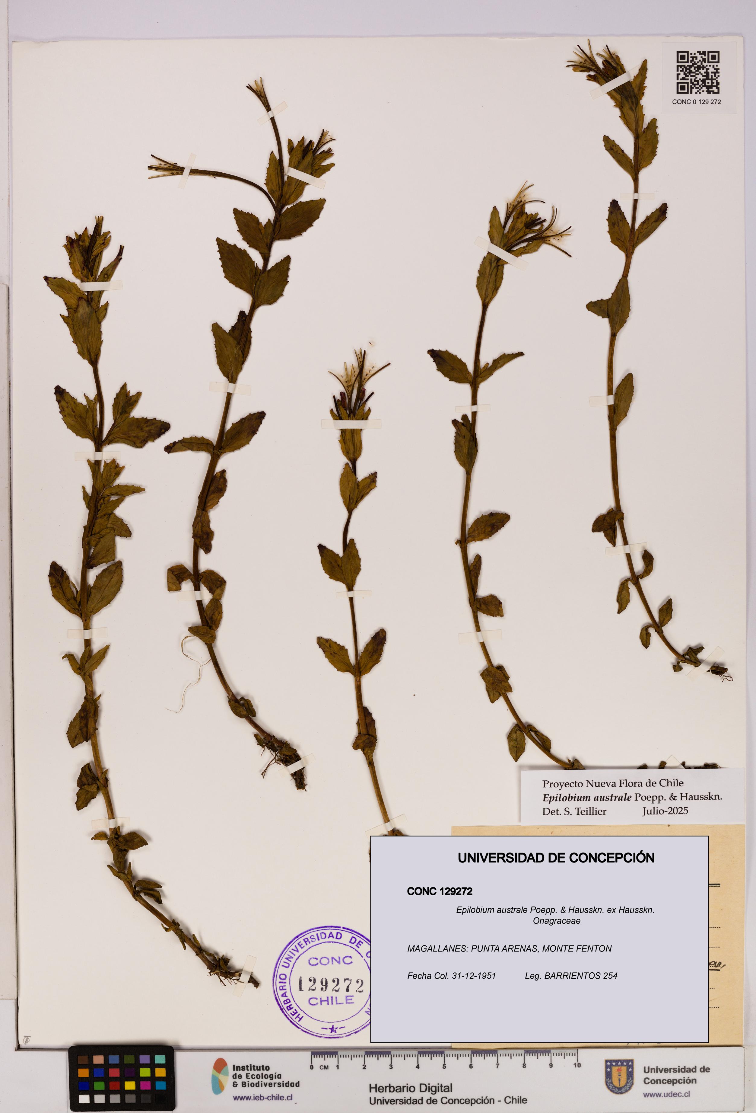 Epilobium australe [Espécimen: UDEC:CONC:0129272]