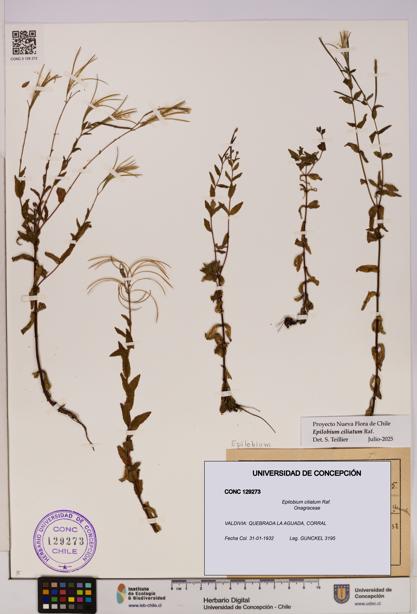 Epilobium ciliatum [Espécimen: UDEC:CONC:0129273]