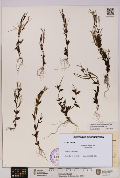 Epilobium ciliatum [Espécimen: UDEC:CONC:0129275]