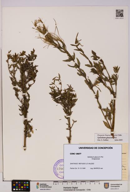 Epilobium glaucum [Espécimen: UDEC:CONC:0129277]