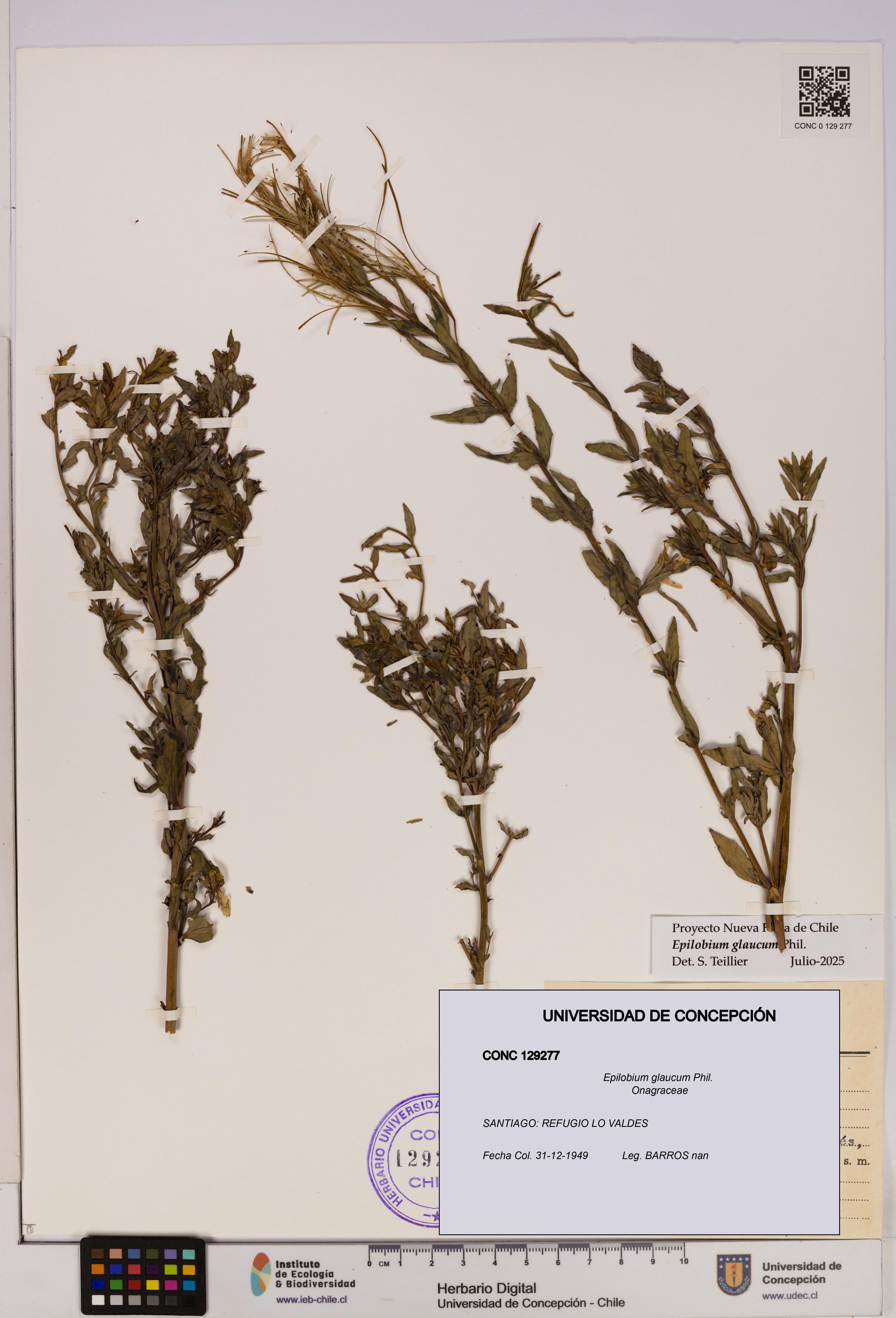 Epilobium glaucum [Espécimen: UDEC:CONC:0129277]