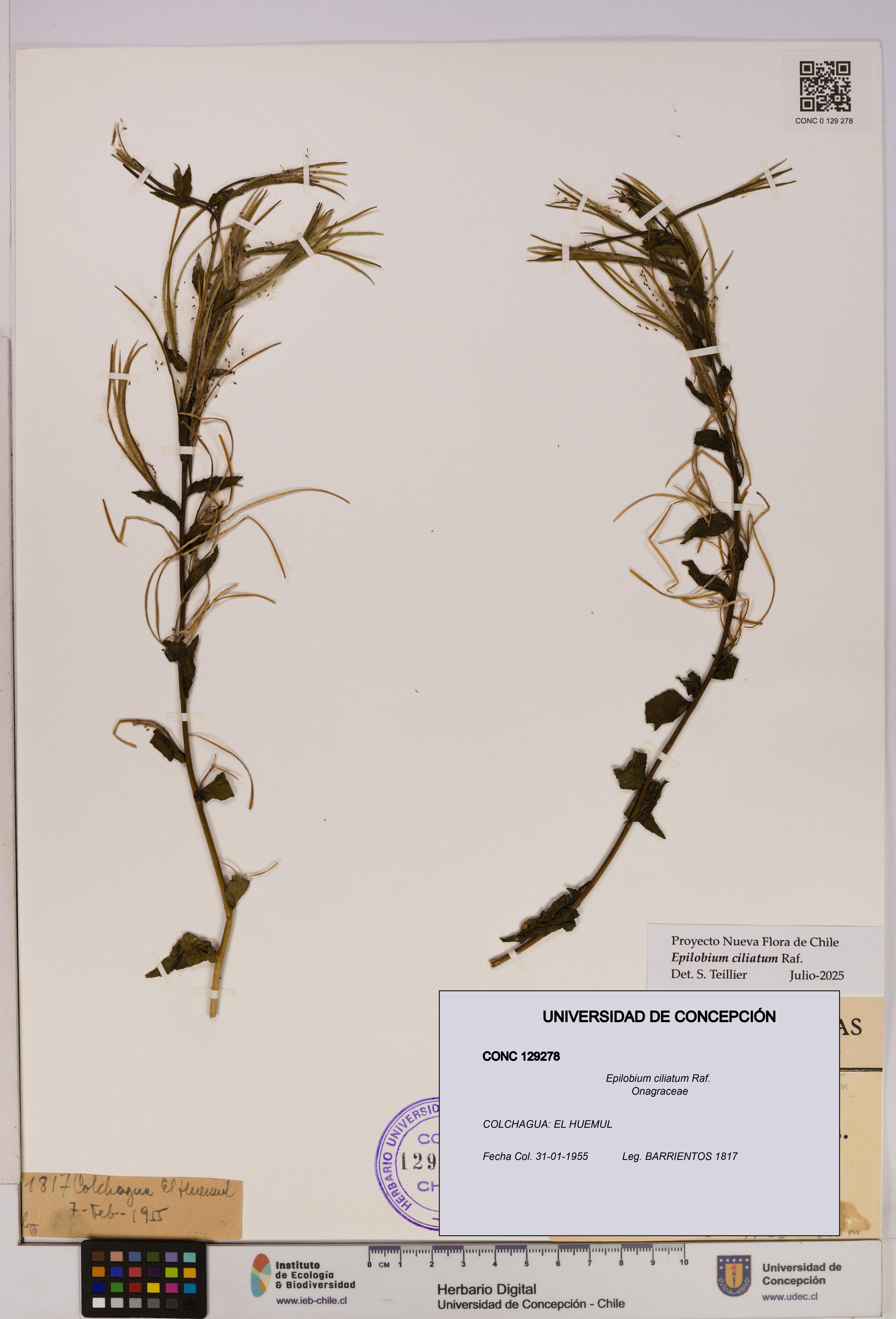 Epilobium ciliatum [Espécimen: UDEC:CONC:0129278]