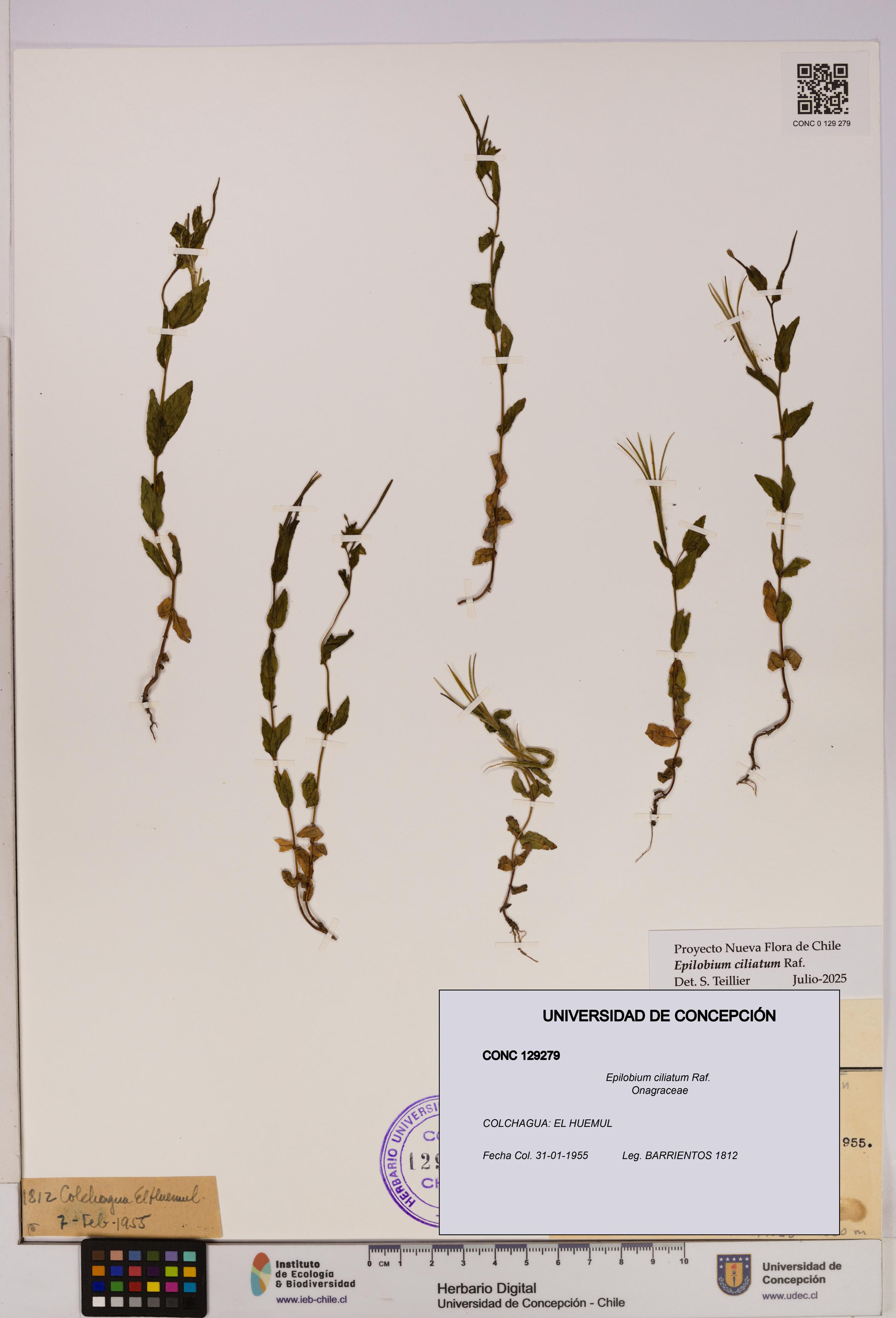 Epilobium ciliatum [Espécimen: UDEC:CONC:0129279]