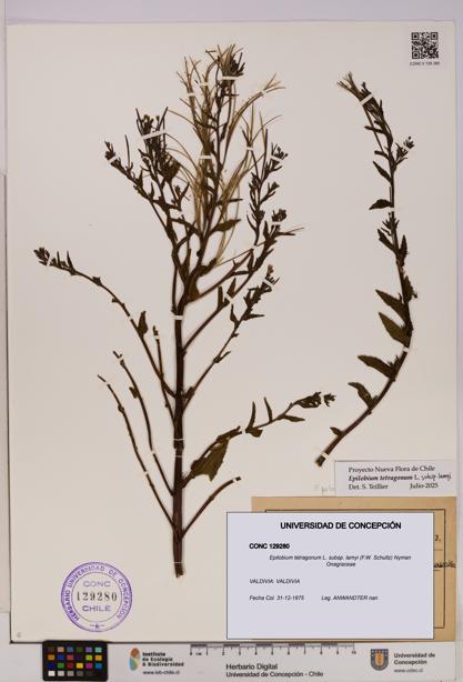 Epilobium tetragonum [Espécimen: UDEC:CONC:0129280]