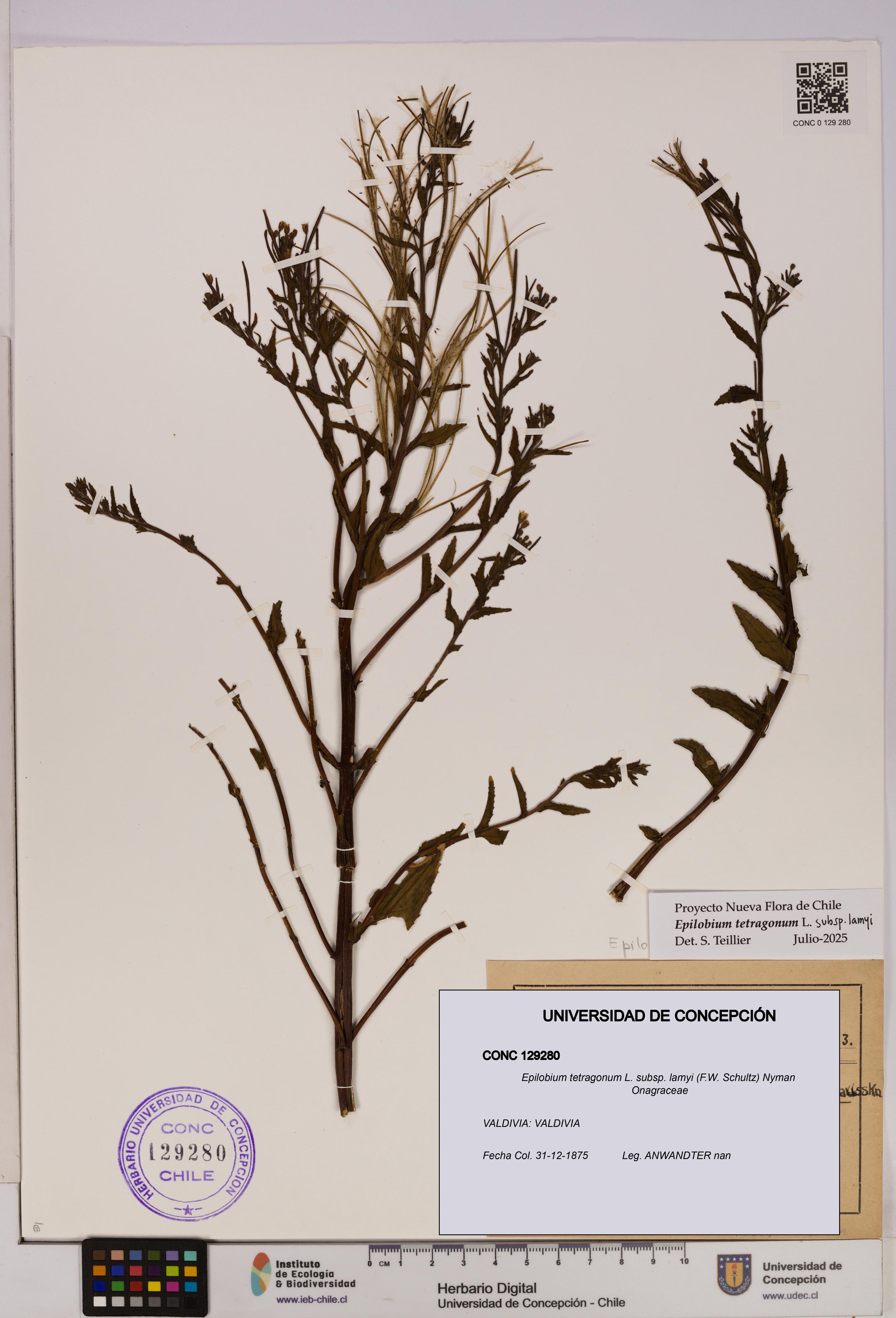 Epilobium tetragonum [Espécimen: UDEC:CONC:0129280]