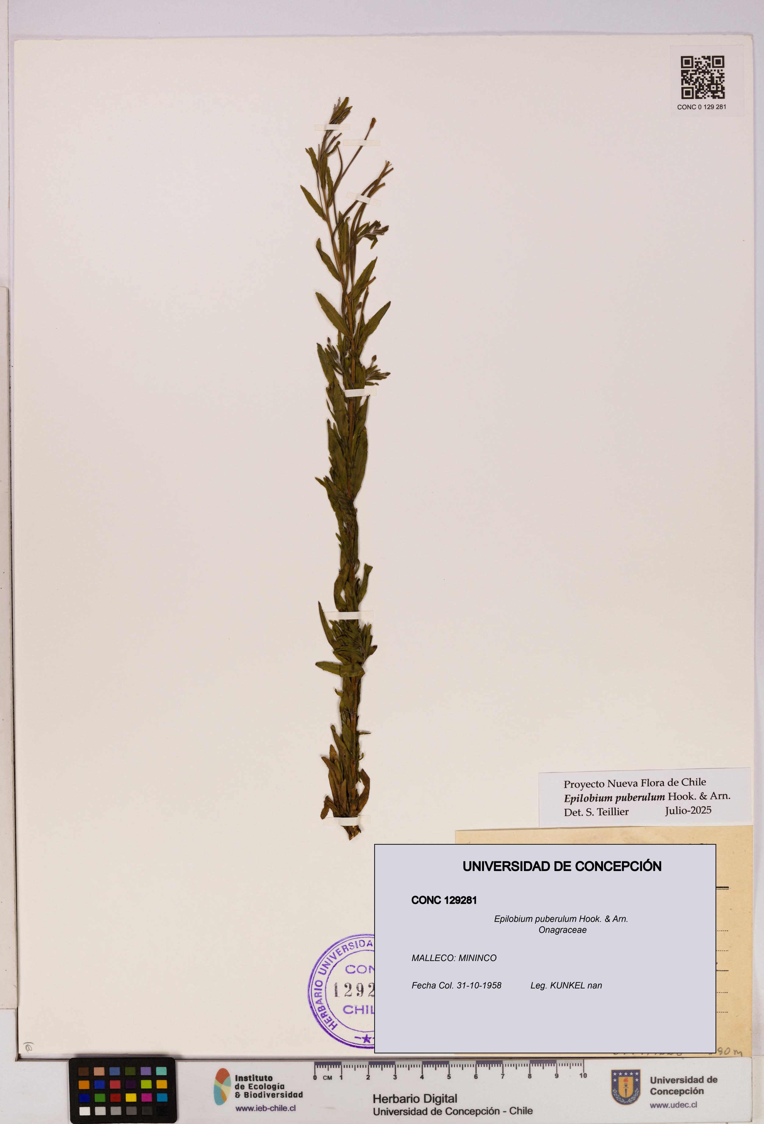 Epilobium puberulum [Espécimen: UDEC:CONC:0129281]