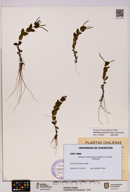 Epilobium australe [Espécimen: UDEC:CONC:0129282]