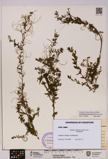 Epilobium puberulum [Espécimen: UDEC:CONC:0129284]