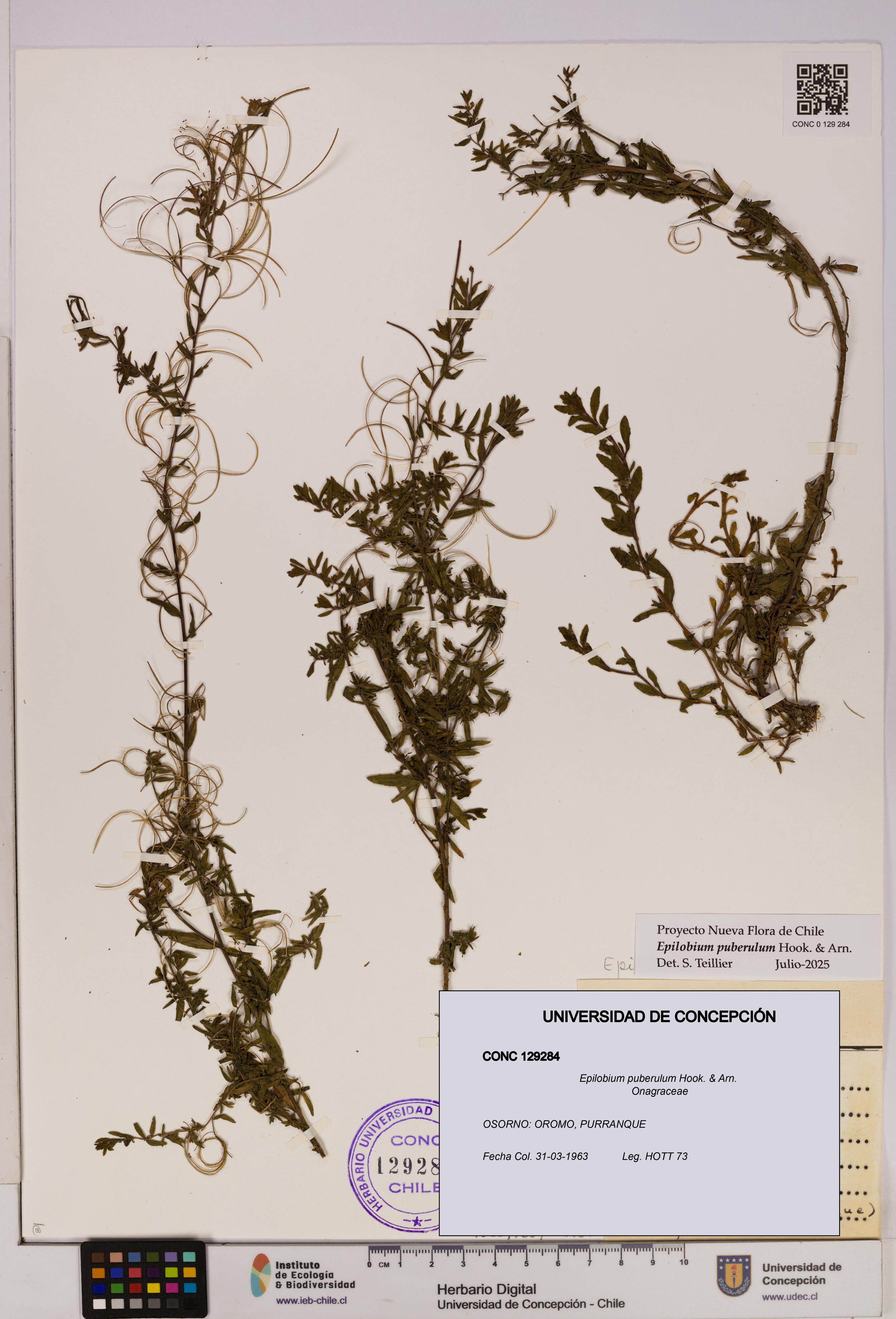 Epilobium puberulum [Espécimen: UDEC:CONC:0129284]