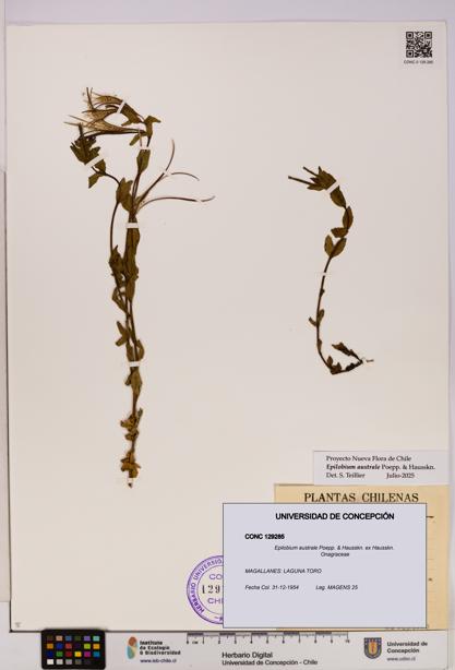 Epilobium australe [Espécimen: UDEC:CONC:0129285]
