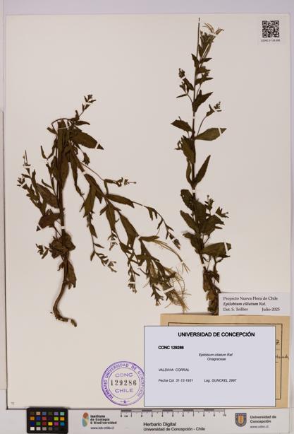 Epilobium ciliatum [Espécimen: UDEC:CONC:0129286]