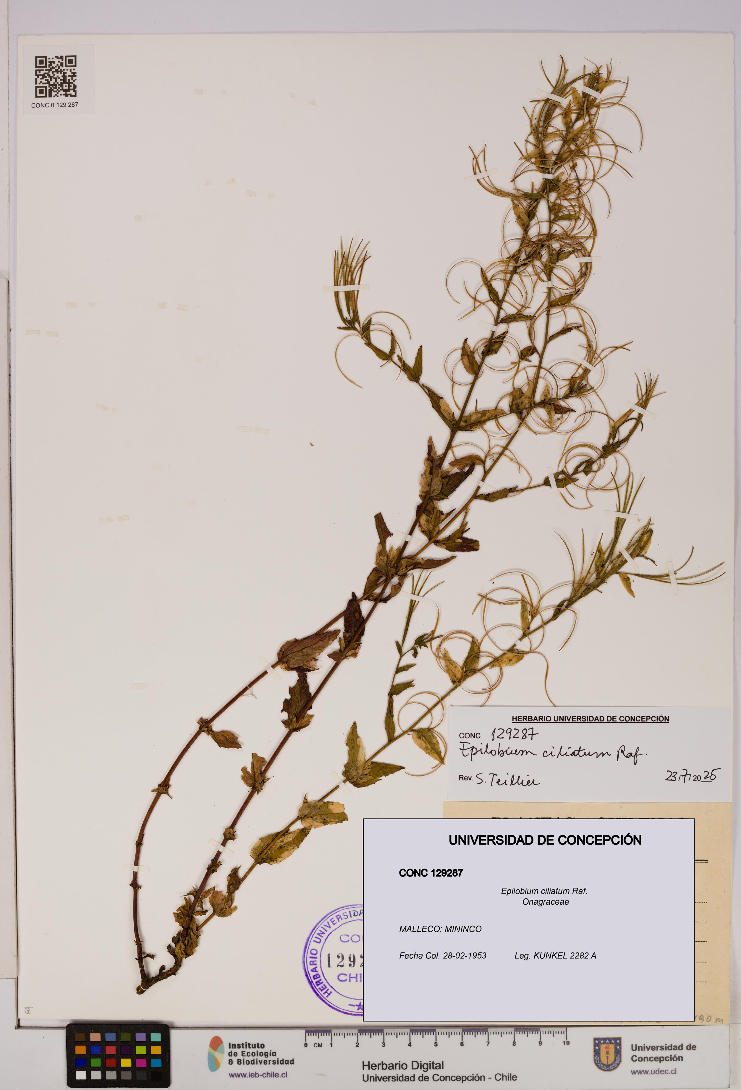 Epilobium ciliatum [Espécimen: UDEC:CONC:0129287]