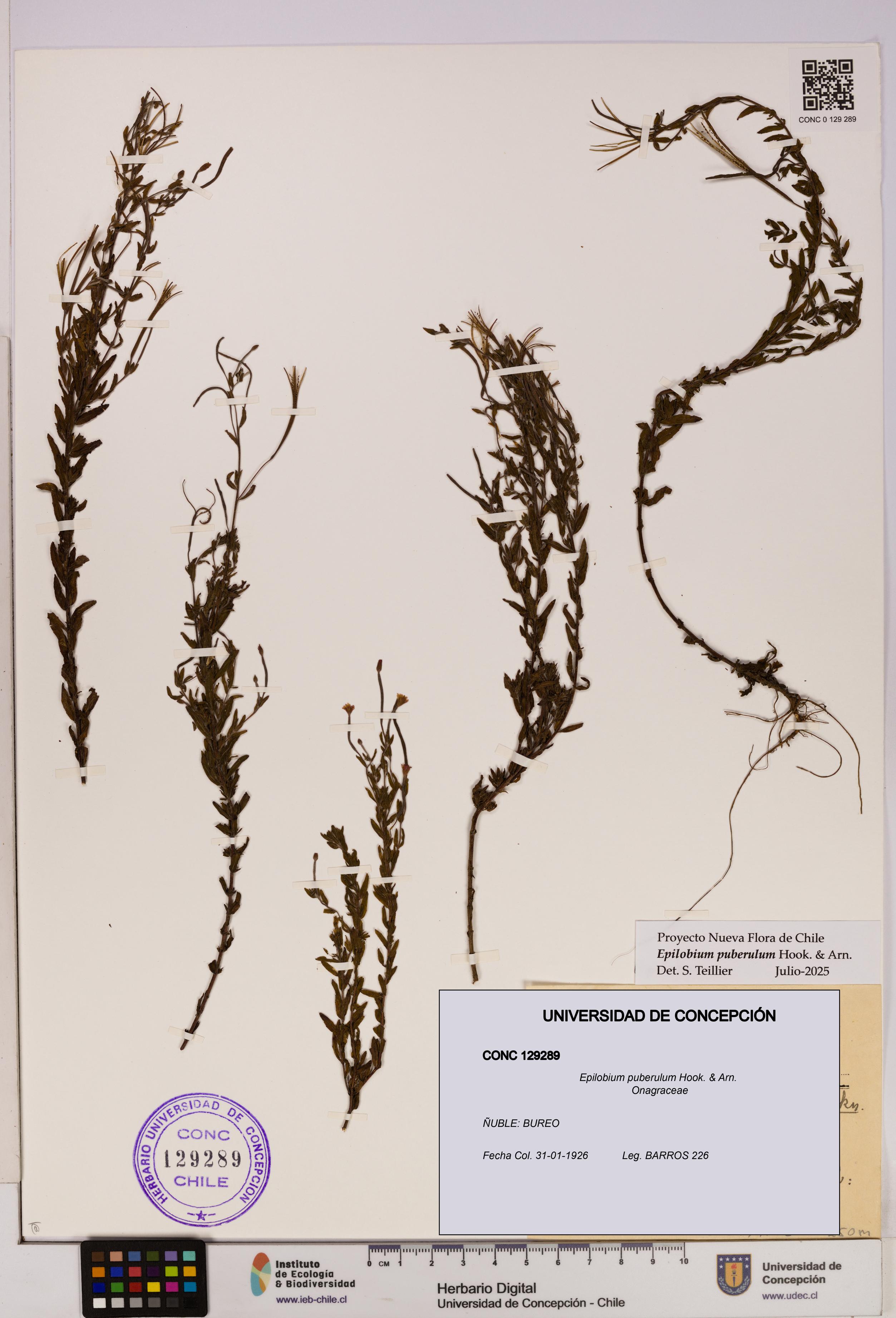 Epilobium puberulum [Espécimen: UDEC:CONC:0129289]