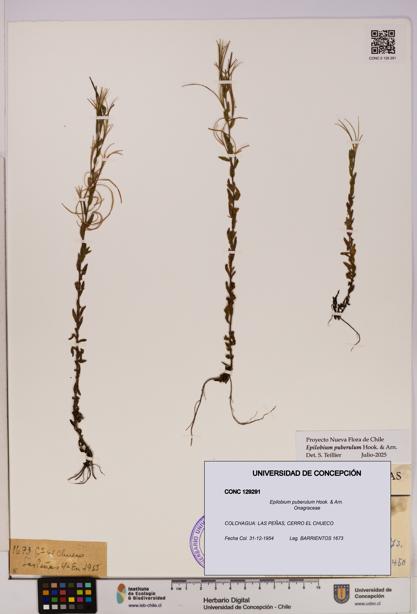 Epilobium puberulum [Espécimen: UDEC:CONC:0129291]