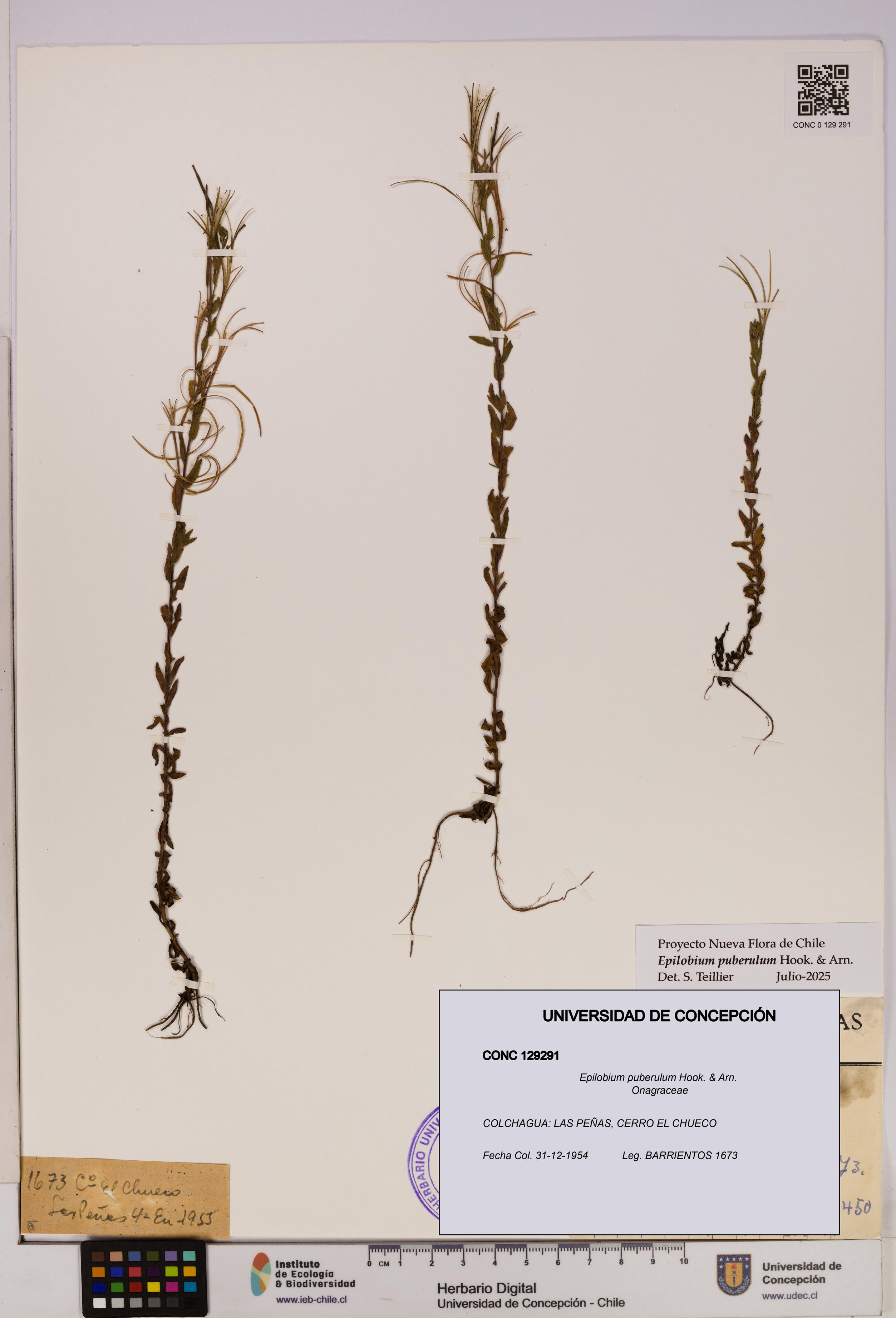 Epilobium puberulum [Espécimen: UDEC:CONC:0129291]