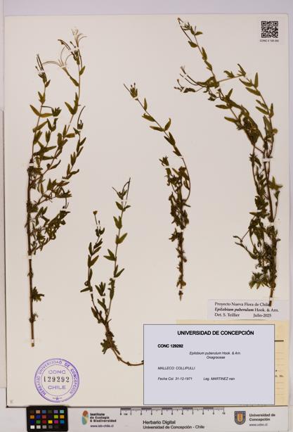 Epilobium puberulum [Espécimen: UDEC:CONC:0129292]