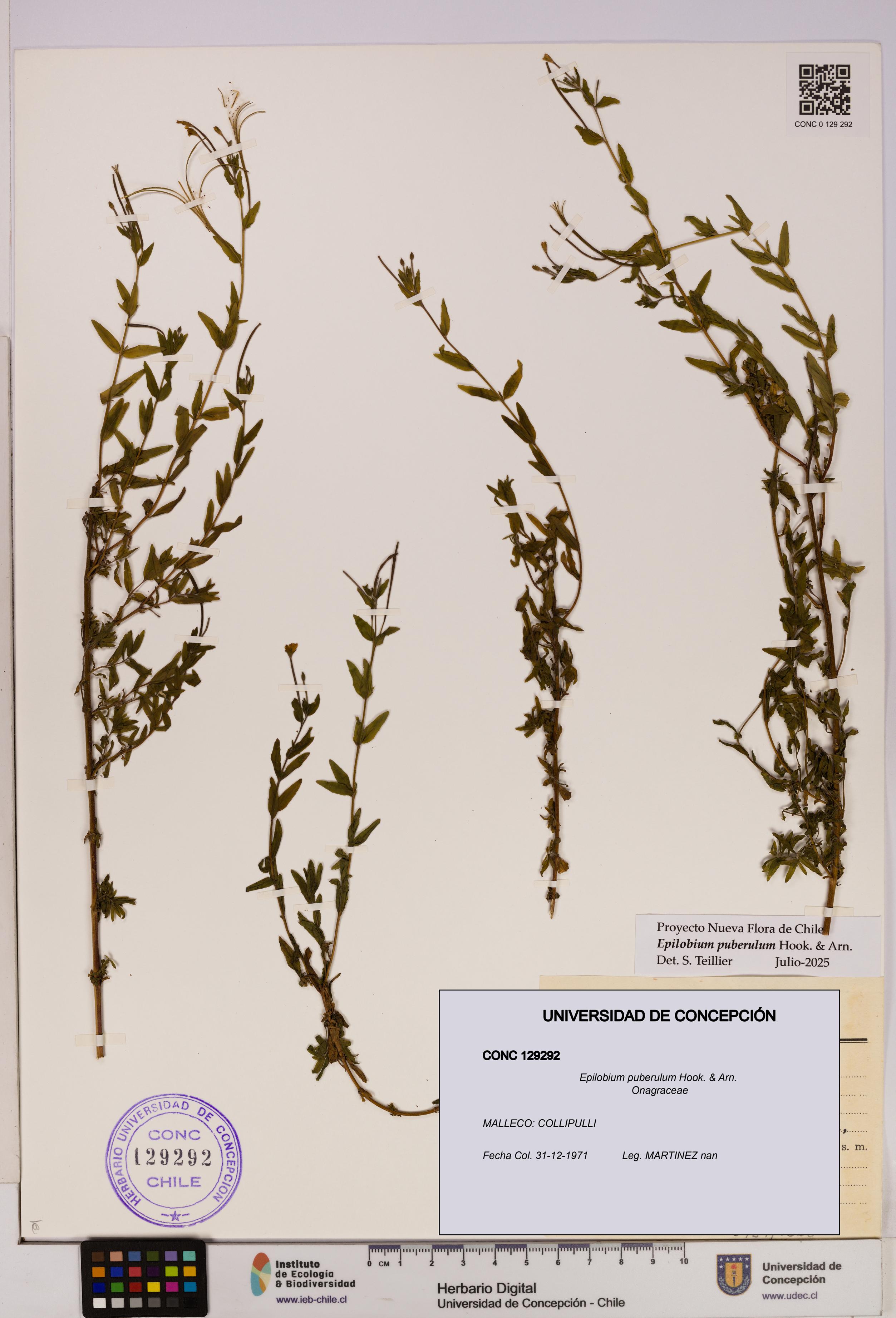 Epilobium puberulum [Espécimen: UDEC:CONC:0129292]