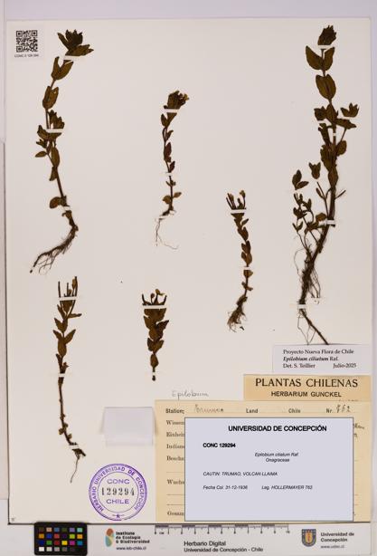 Epilobium ciliatum [Espécimen: UDEC:CONC:0129294]