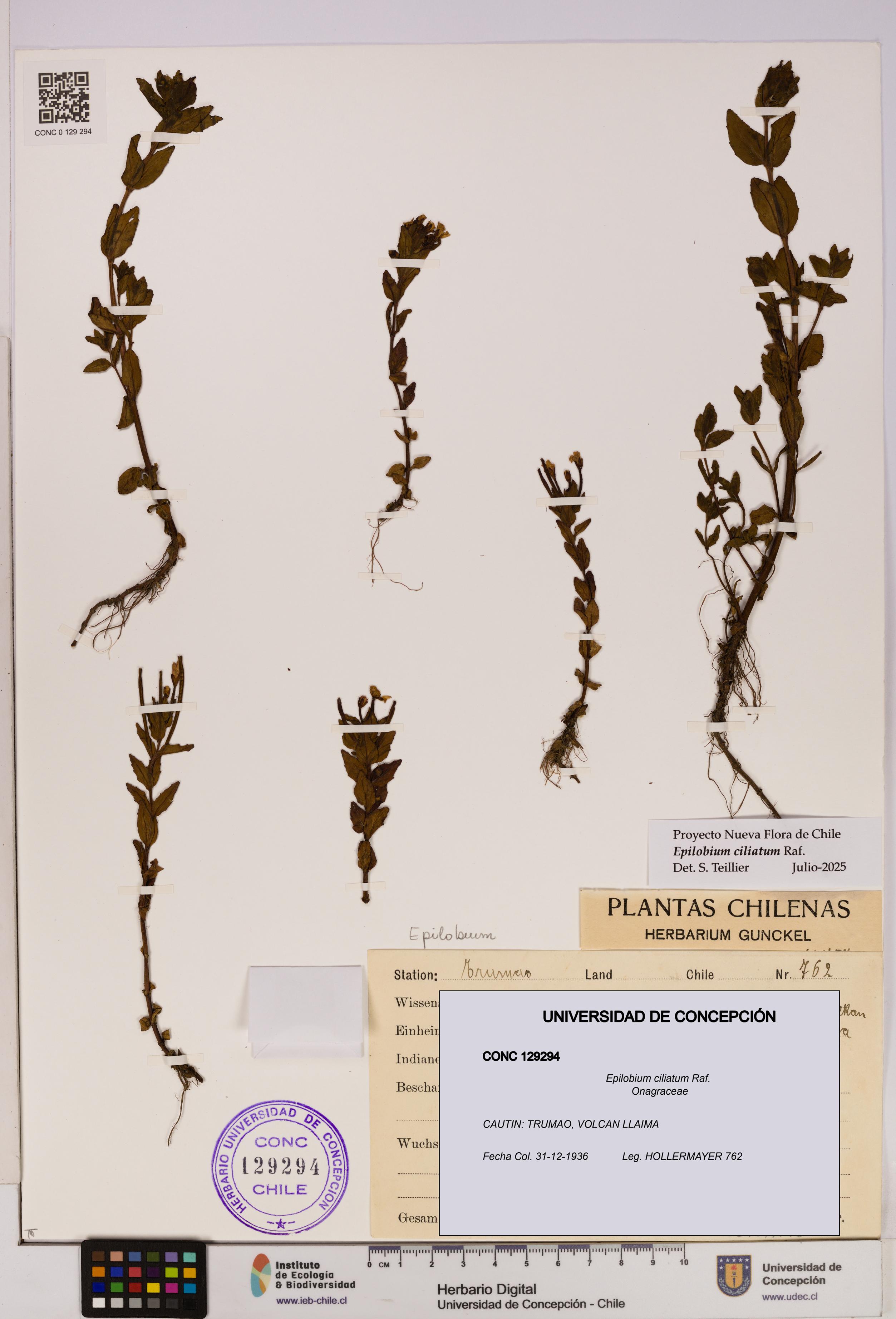Epilobium ciliatum [Espécimen: UDEC:CONC:0129294]