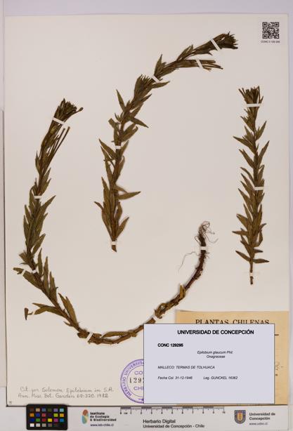 Epilobium glaucum [Espécimen: UDEC:CONC:0129295]
