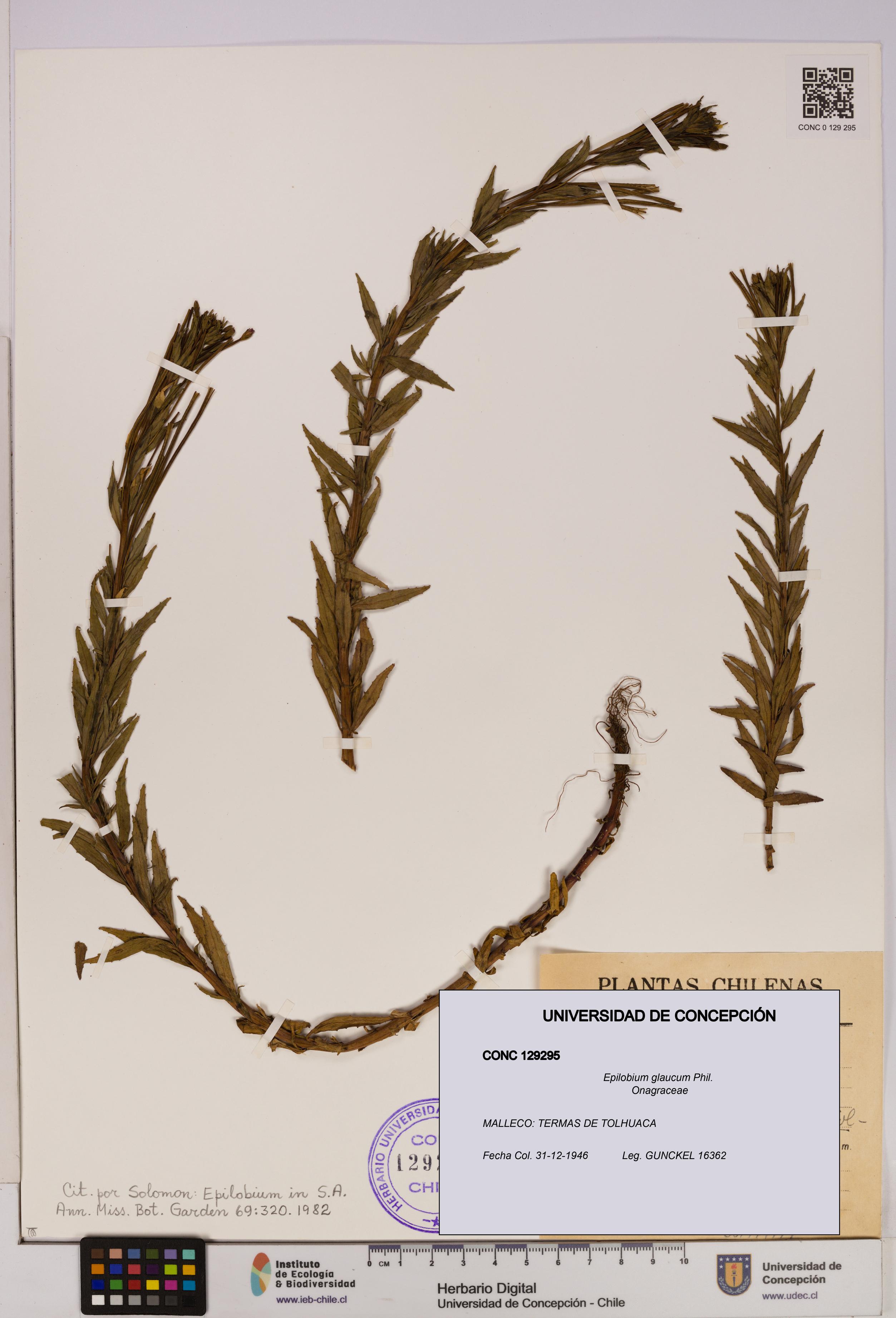 Epilobium glaucum [Espécimen: UDEC:CONC:0129295]