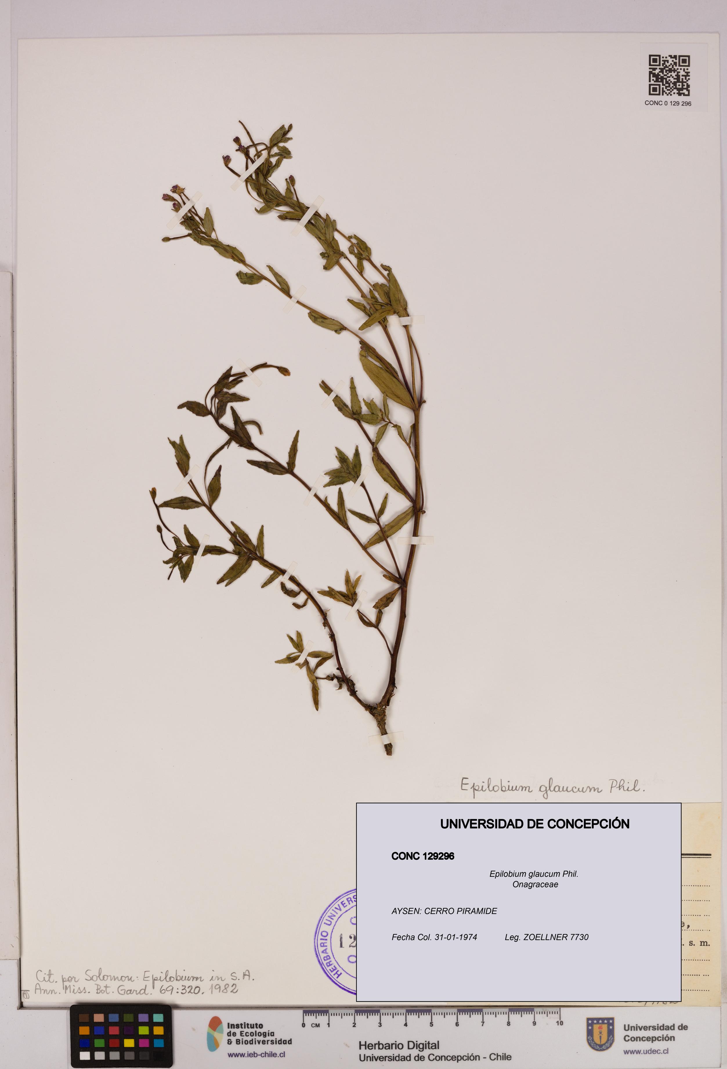 Epilobium glaucum [Espécimen: UDEC:CONC:0129296]