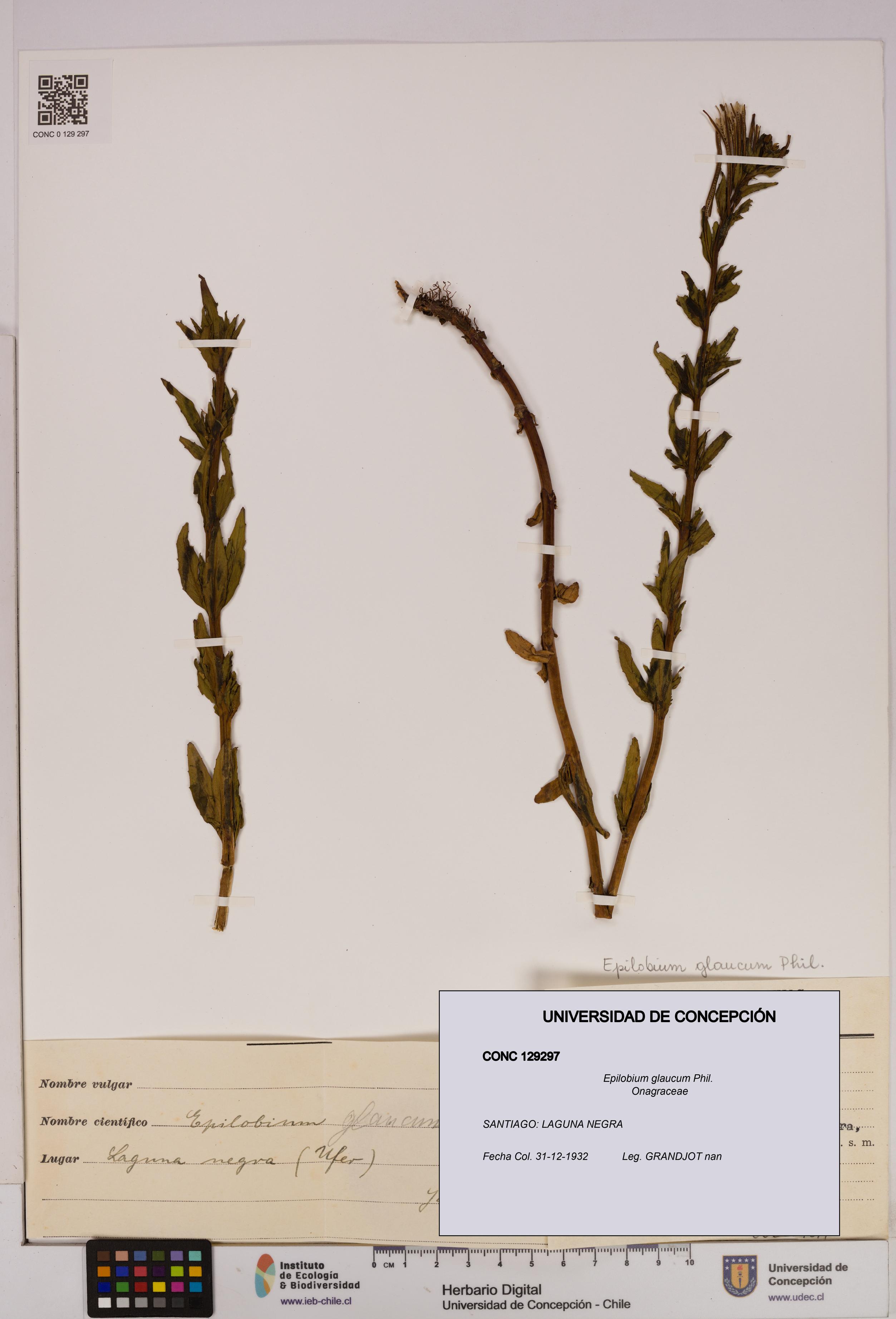 Epilobium glaucum [Espécimen: UDEC:CONC:0129297]