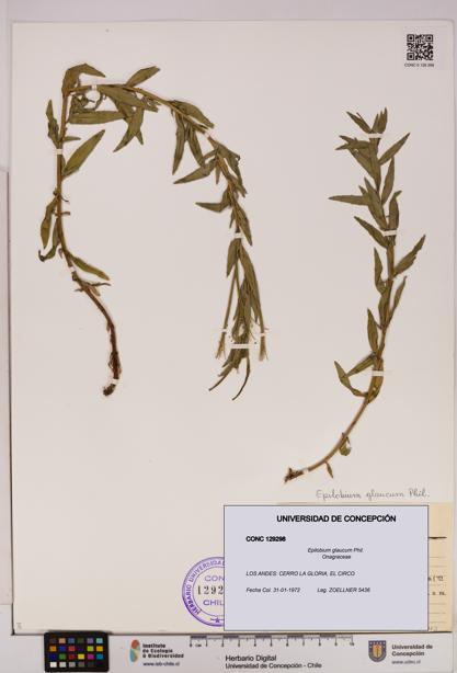Epilobium glaucum [Espécimen: UDEC:CONC:0129298]
