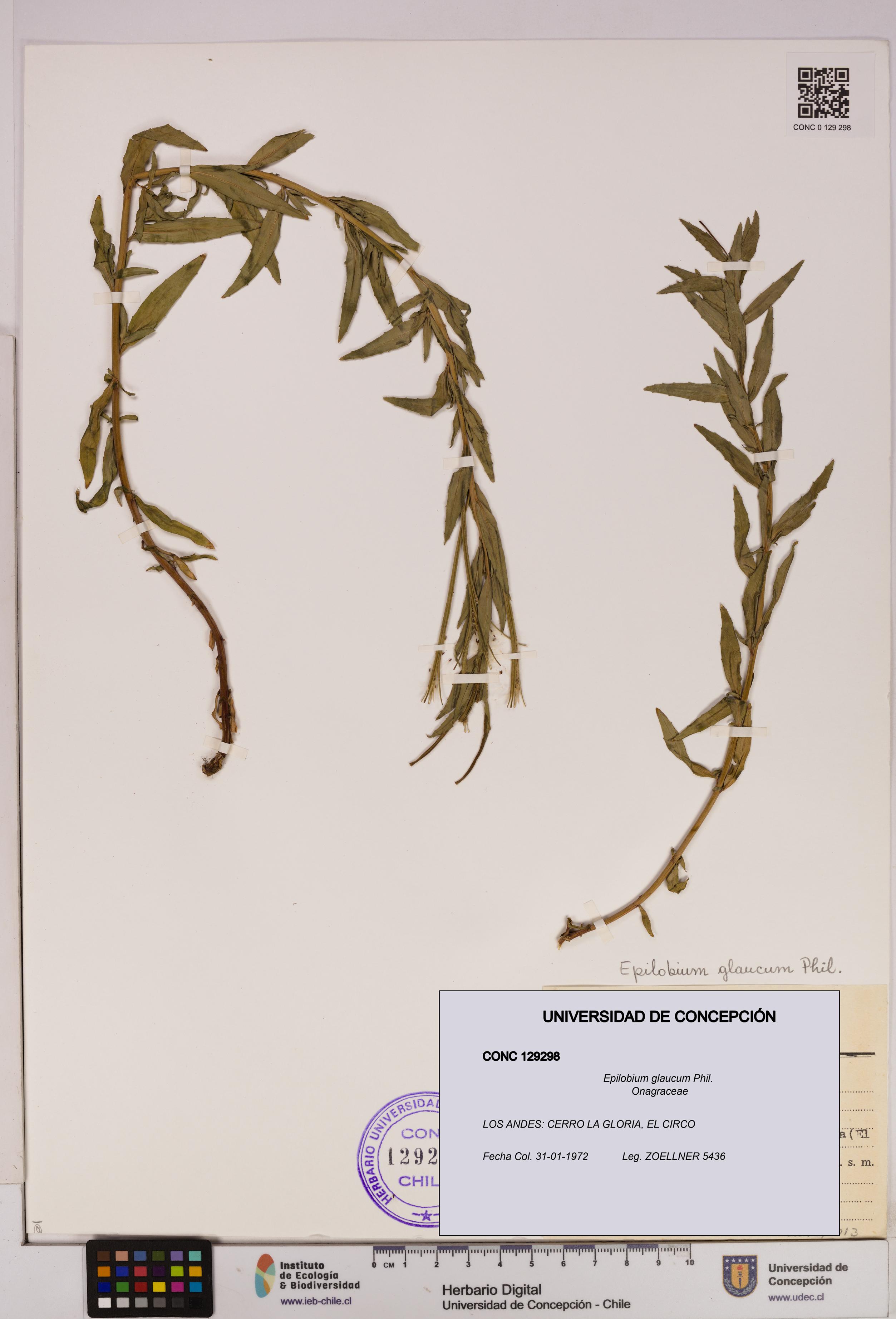 Epilobium glaucum [Espécimen: UDEC:CONC:0129298]