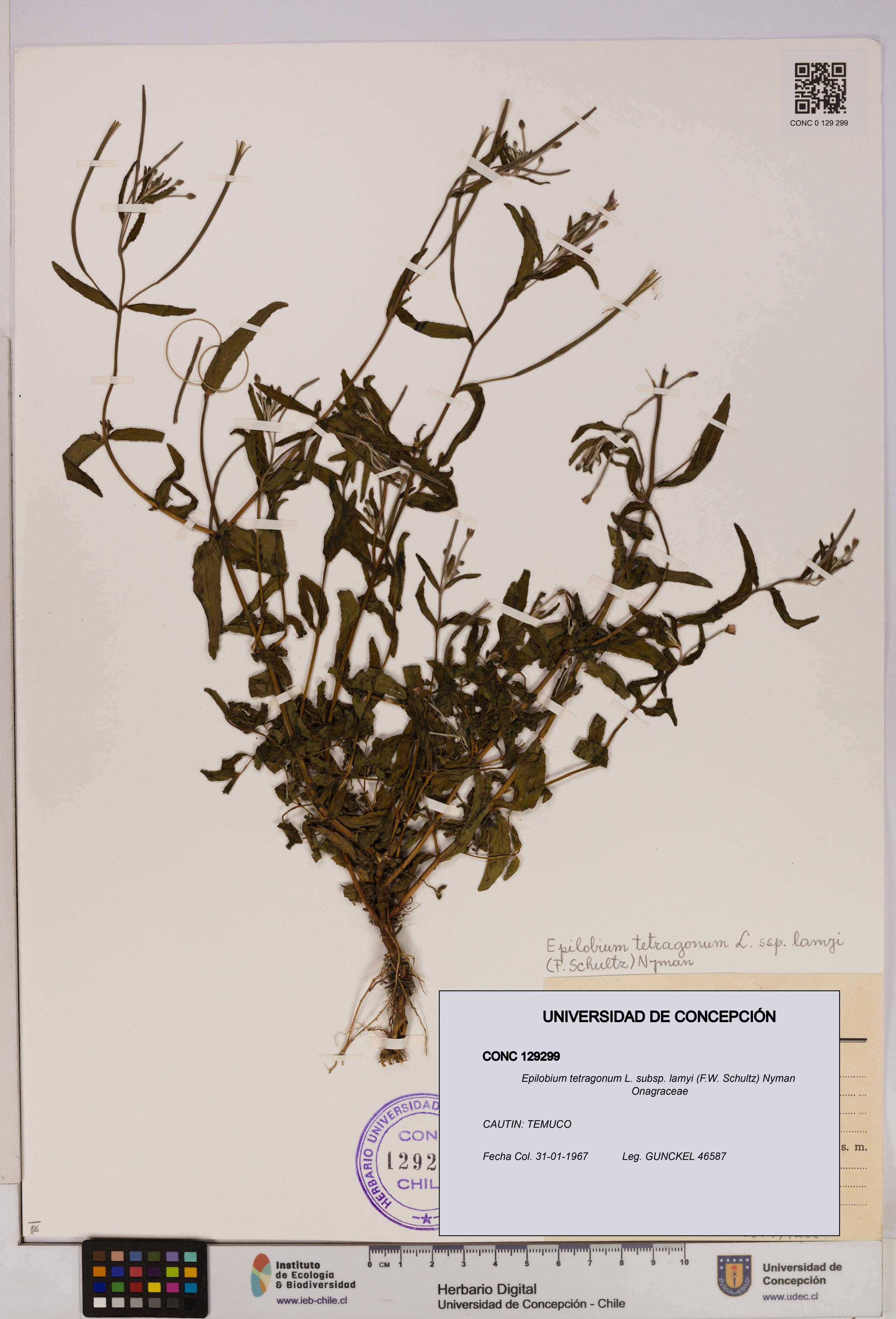 Epilobium tetragonum [Espécimen: UDEC:CONC:0129299]