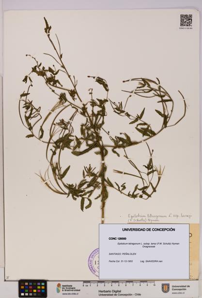 Epilobium tetragonum [Espécimen: UDEC:CONC:0129300]