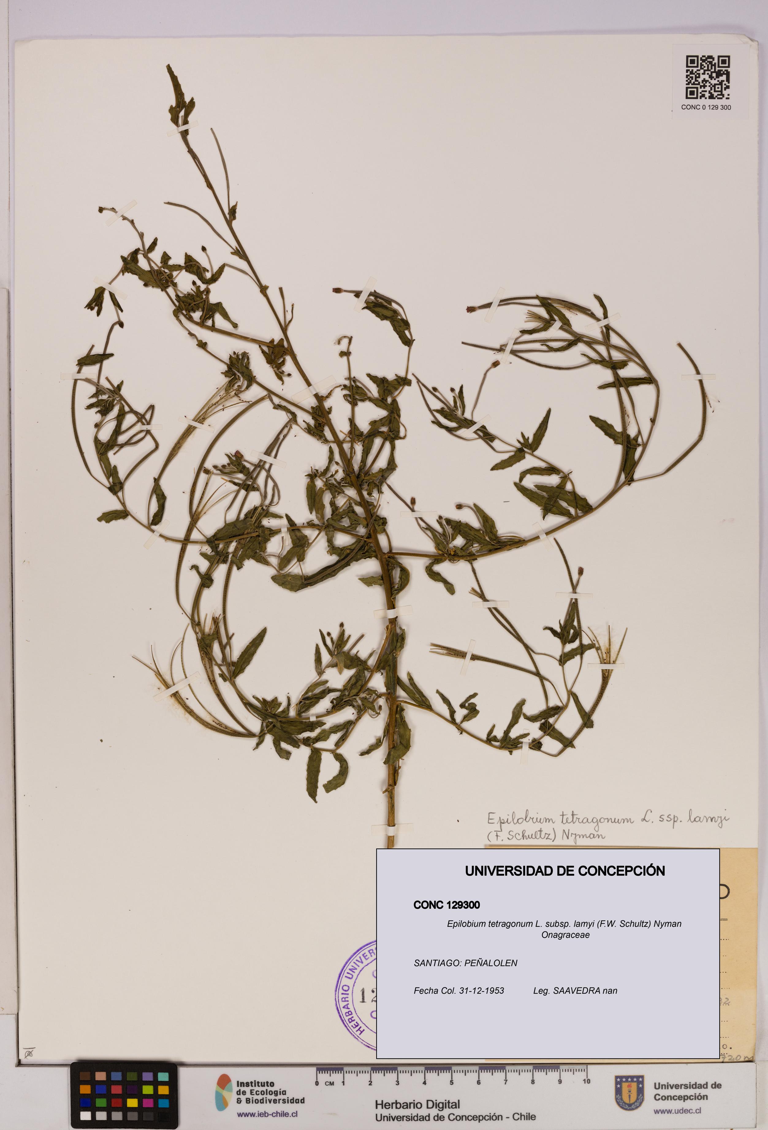 Epilobium tetragonum [Espécimen: UDEC:CONC:0129300]