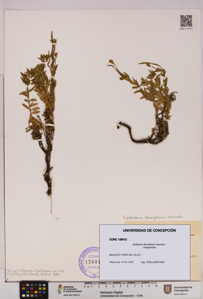 Epilobium densifolium [Espécimen: UDEC:CONC:0129312]