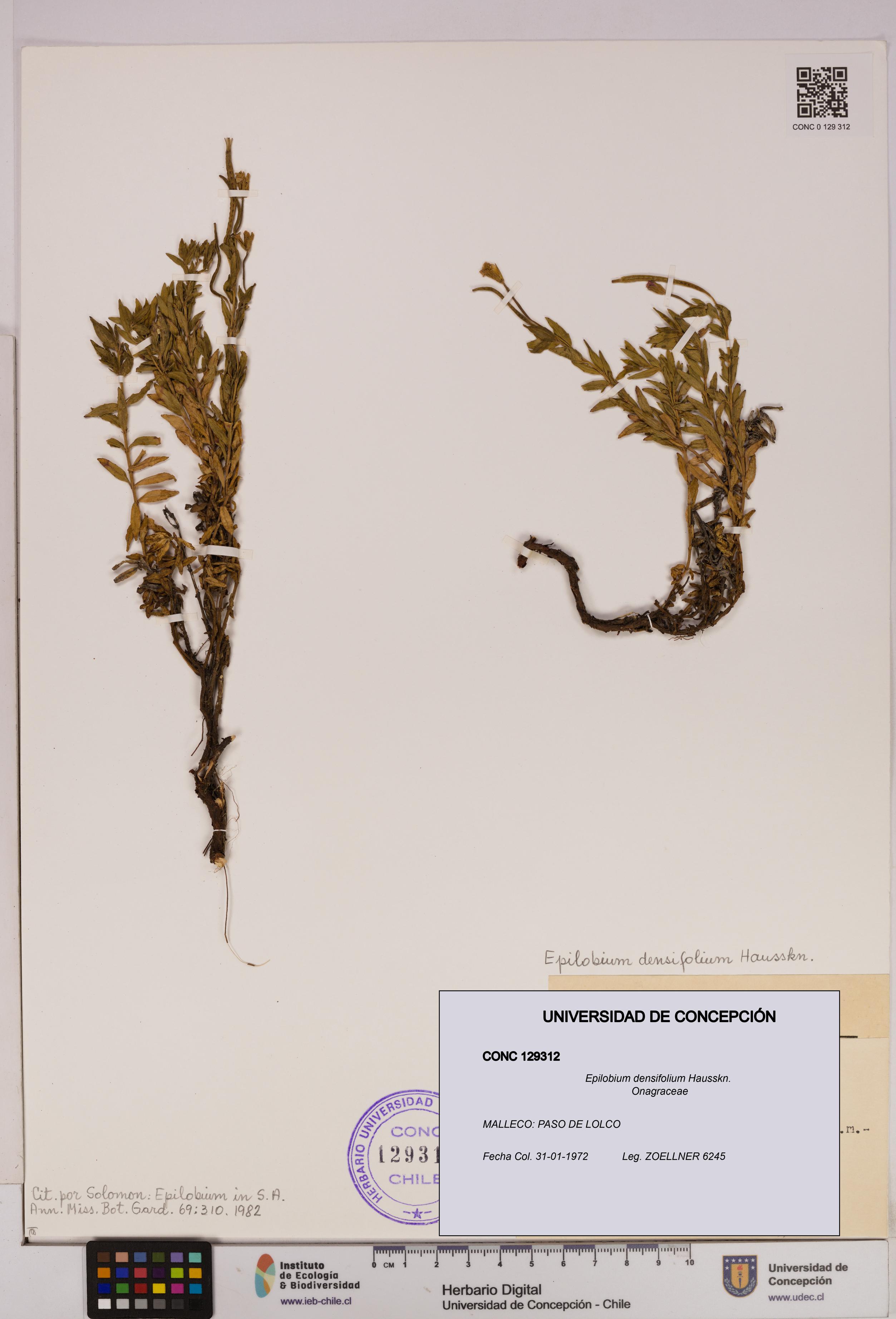 Epilobium densifolium [Espécimen: UDEC:CONC:0129312]