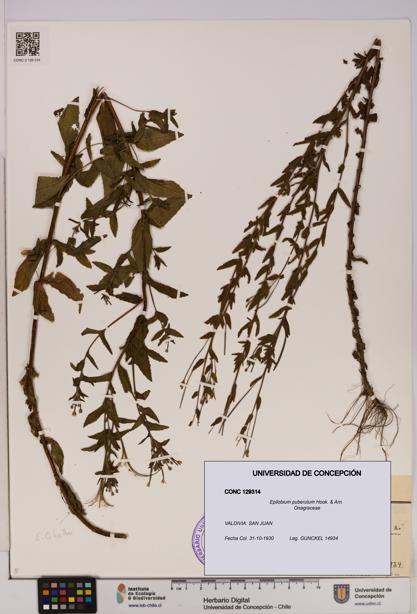 Epilobium puberulum [Espécimen: UDEC:CONC:0129314]
