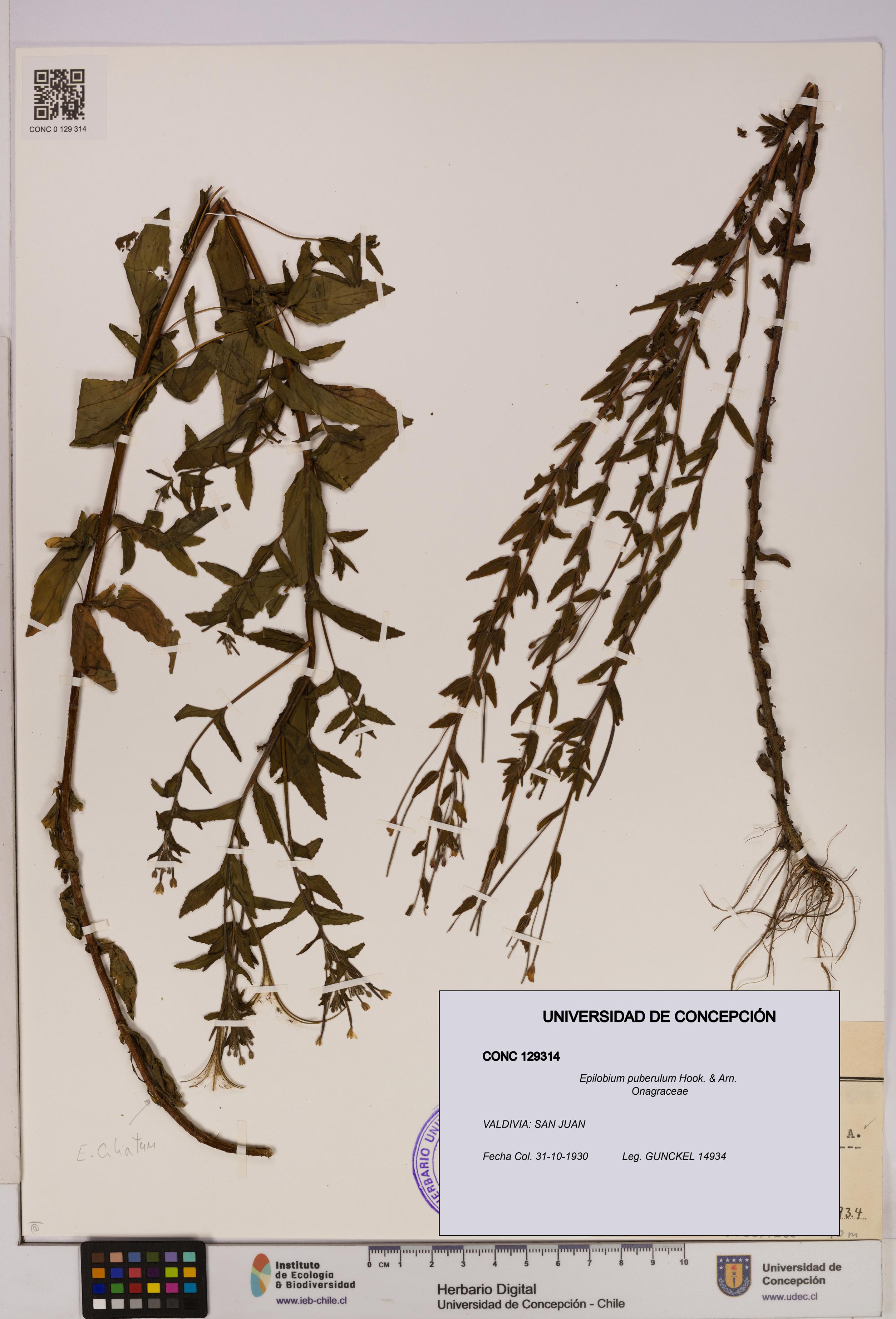Epilobium puberulum [Espécimen: UDEC:CONC:0129314]