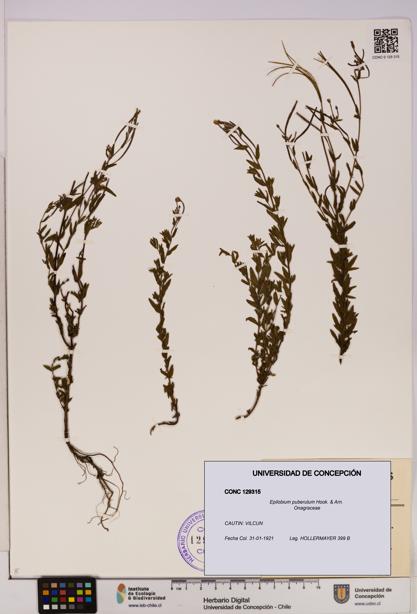 Epilobium puberulum [Espécimen: UDEC:CONC:0129315]