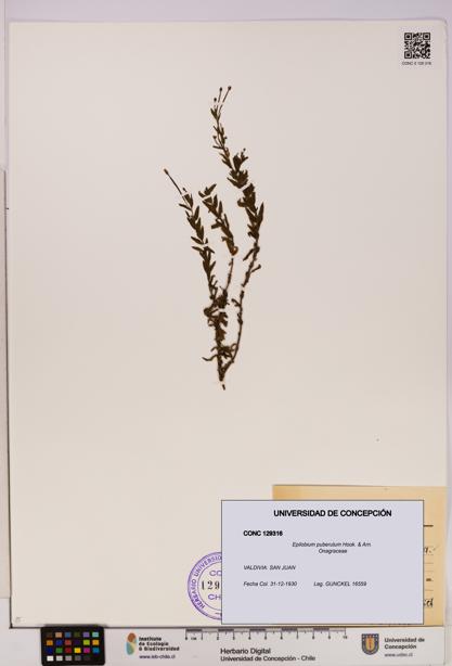 Epilobium puberulum [Espécimen: UDEC:CONC:0129316]