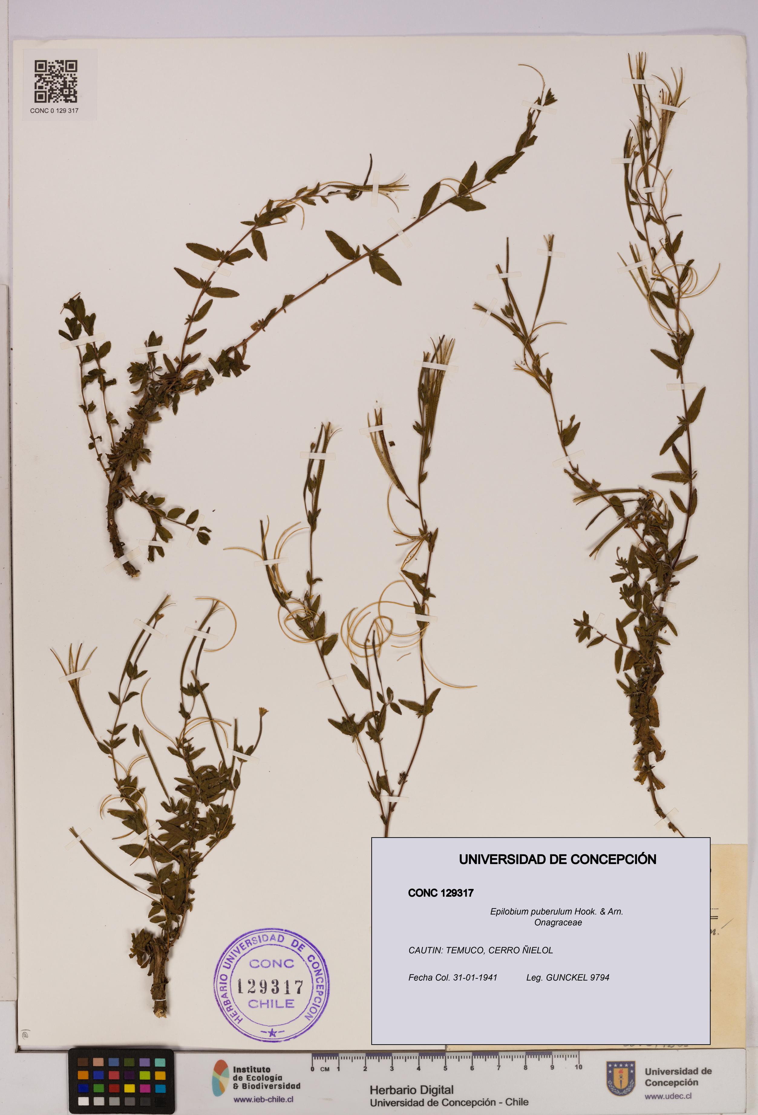 Epilobium puberulum [Espécimen: UDEC:CONC:0129317]
