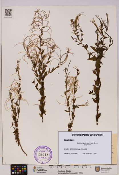 Epilobium puberulum [Espécimen: UDEC:CONC:0129318]