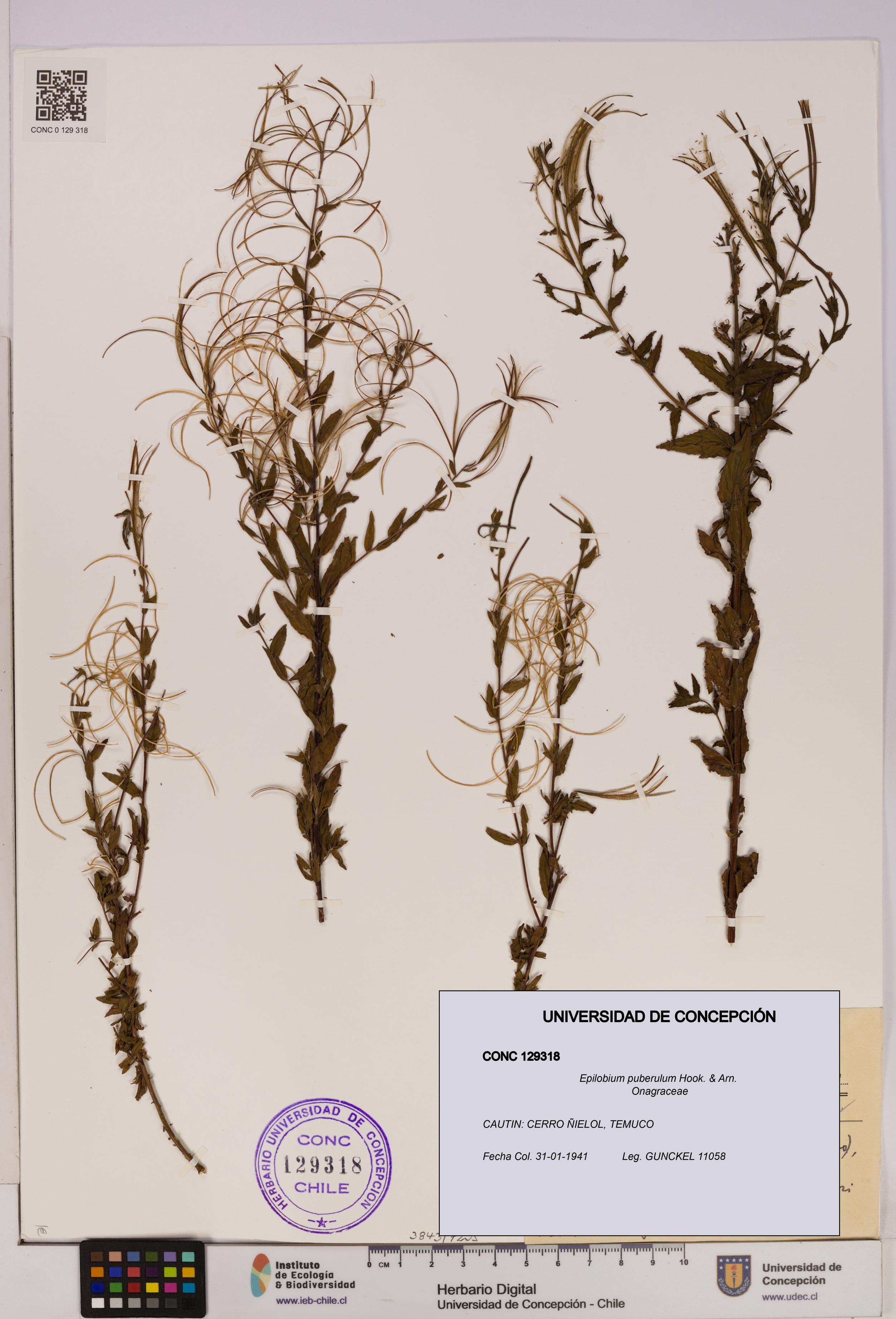 Epilobium puberulum [Espécimen: UDEC:CONC:0129318]