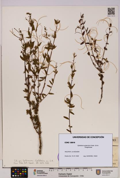 Epilobium puberulum [Espécimen: UDEC:CONC:0129319]