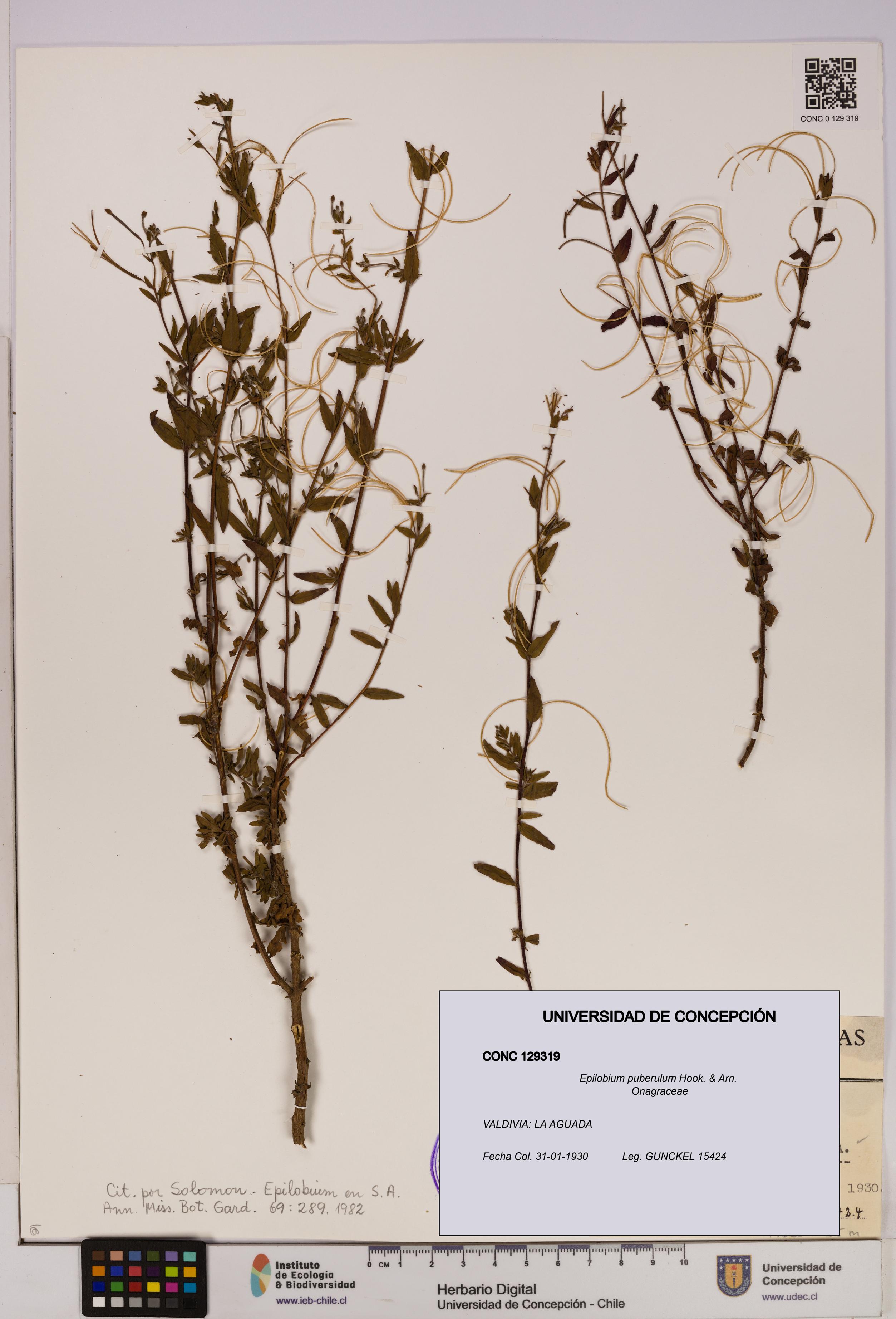 Epilobium puberulum [Espécimen: UDEC:CONC:0129319]