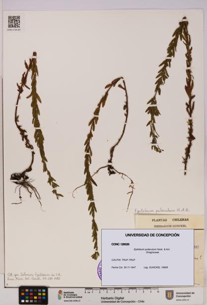 Epilobium puberulum [Espécimen: UDEC:CONC:0129320]