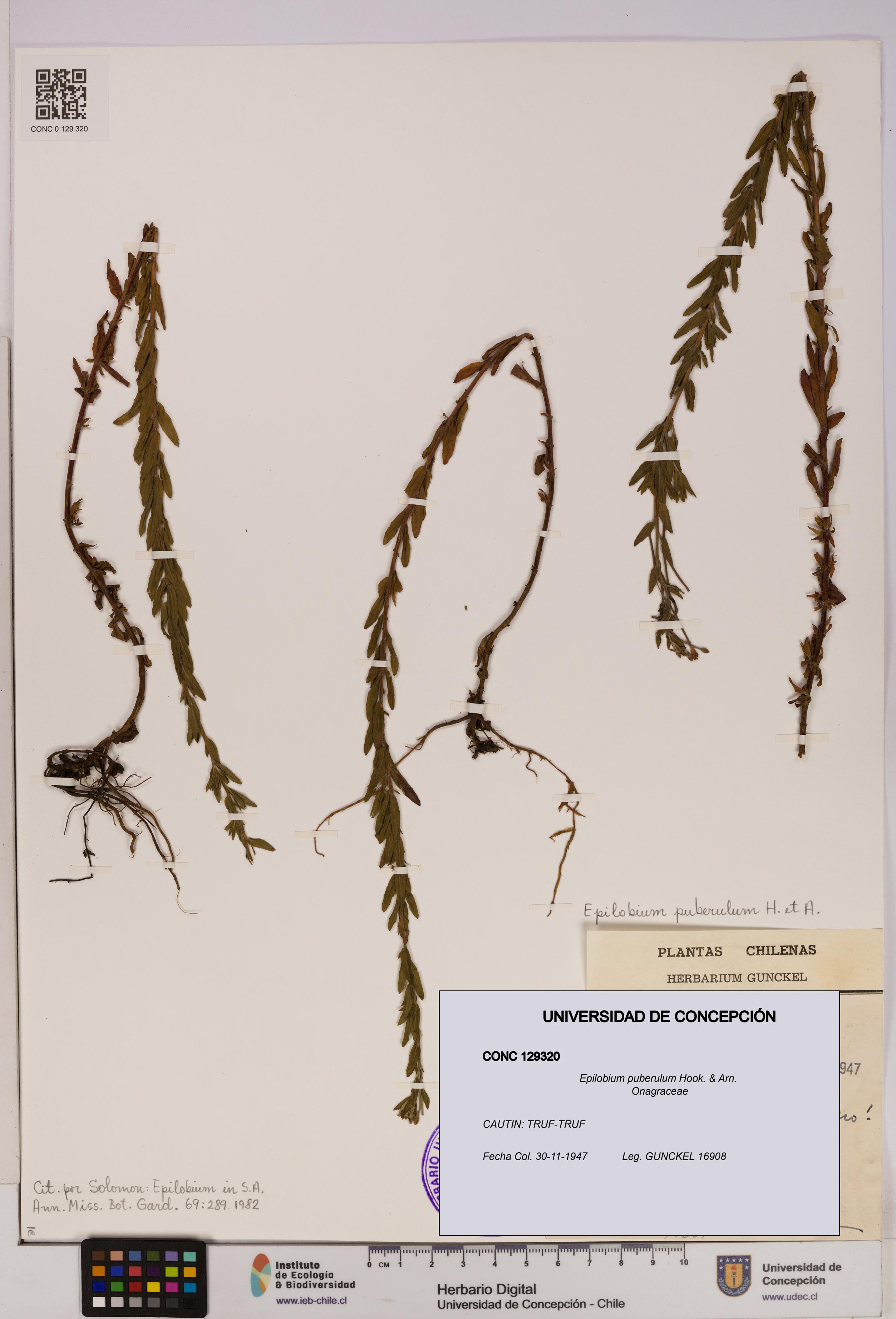 Epilobium puberulum [Espécimen: UDEC:CONC:0129320]