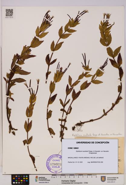 Epilobium australe [Espécimen: UDEC:CONC:0129321]