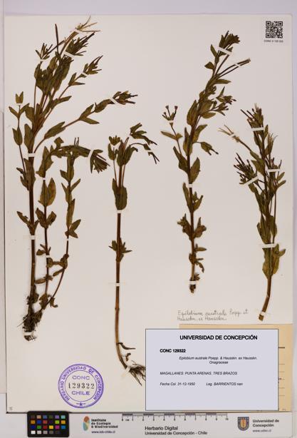 Epilobium australe [Espécimen: UDEC:CONC:0129322]