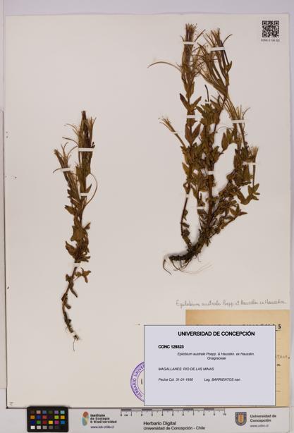 Epilobium australe [Espécimen: UDEC:CONC:0129323]