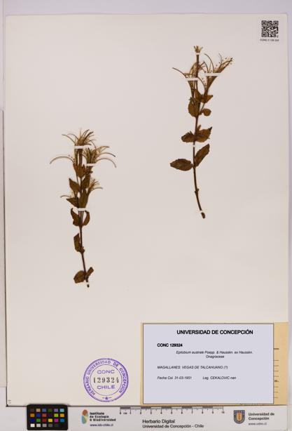 Epilobium australe [Espécimen: UDEC:CONC:0129324]
