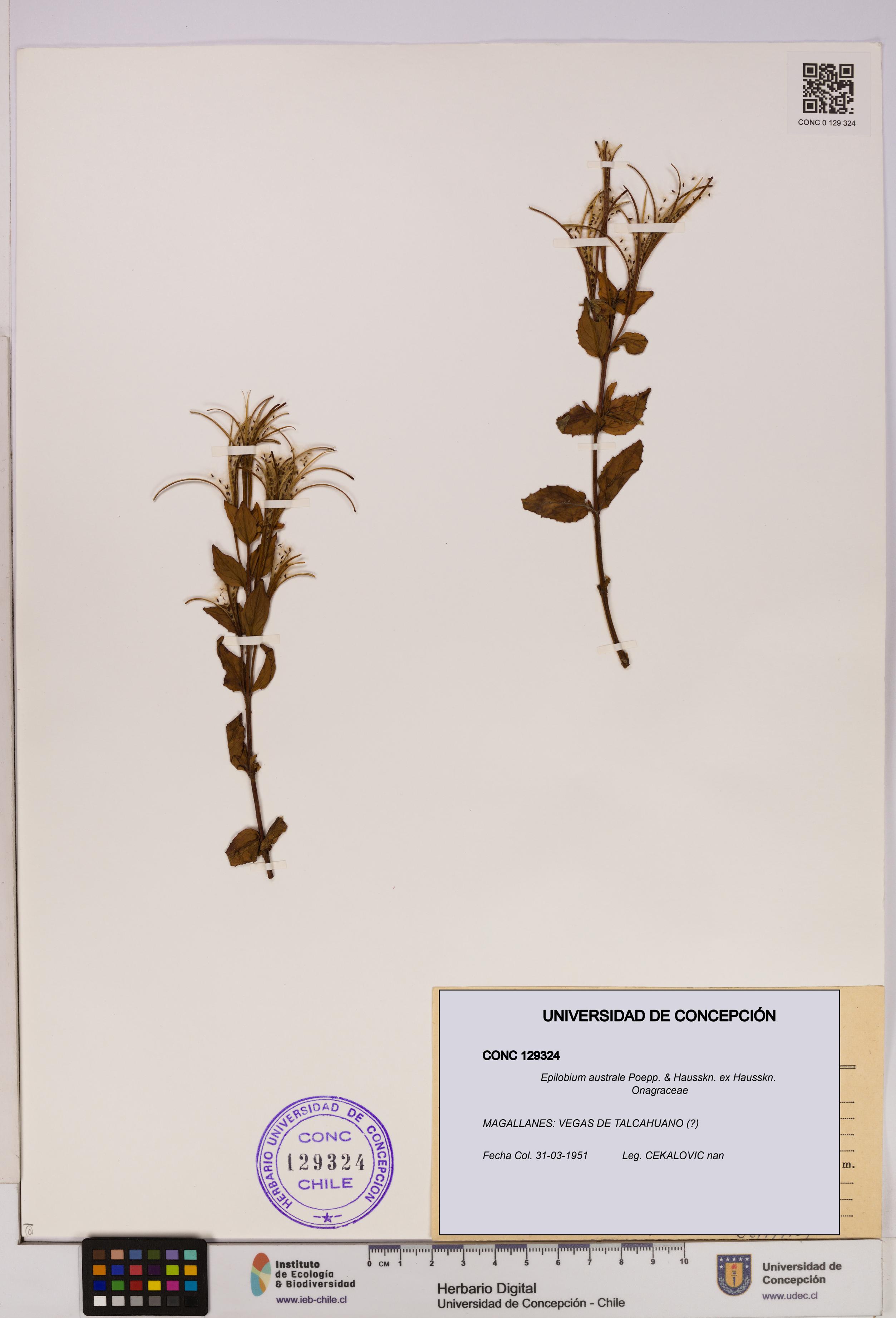 Epilobium australe [Espécimen: UDEC:CONC:0129324]